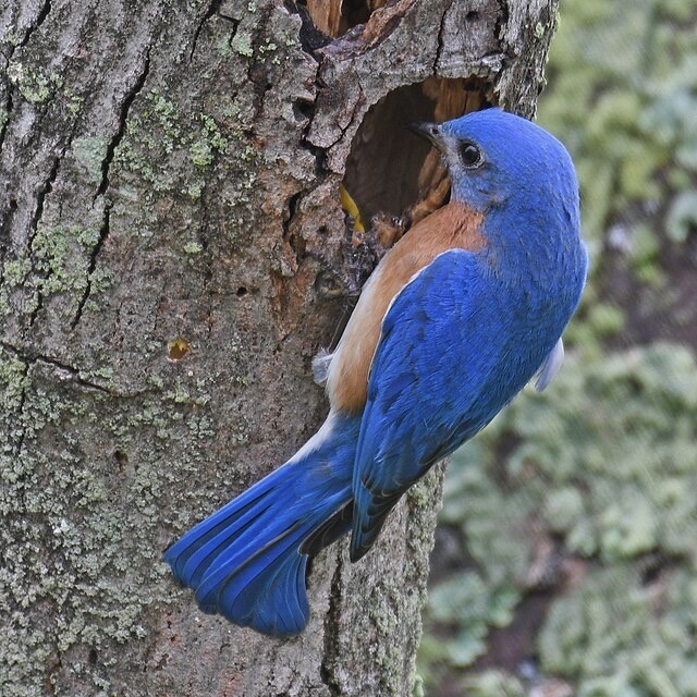 Common Eastern Bluebird (Sialia sialis ssp. sialis).jpg by Chelsea Carroll is licensed under Creative Commons Attribution 4.0.
